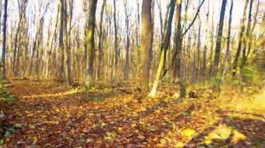 Sonbahar ormanında yol. Sonbahar ormanındaki bir arabanın arka camından yol manzarası. 