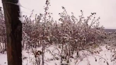 Kardan bir battaniyenin altında ahududu çalısı fidanı. Ahududu bahçesinde karlı ve soğuk bir gün. Kamera kışın ahududu sıralarında hareket eder. 