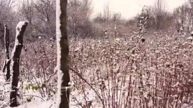 Kardan bir battaniyenin altında ahududu çalısı fidanı. Ahududu bahçesinde karlı ve soğuk bir gün. Kamera kışın ahududu sıralarında hareket eder. 
