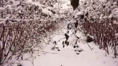 Kardan bir battaniyenin altında ahududu çalısı fidanı. Ahududu bahçesinde karlı ve soğuk bir gün. Kamera kışın ahududu sıralarında hareket eder. 