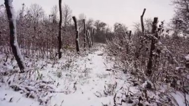 Kardan bir battaniyenin altında ahududu çalısı fidanı. Ahududu bahçesinde karlı ve soğuk bir gün. Kamera kışın ahududu sıralarında hareket eder. 
