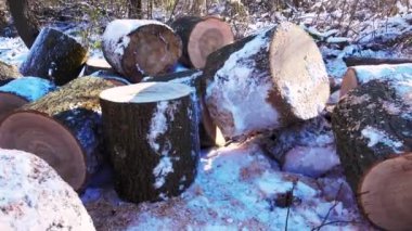 Kışın kütüklere kesilmiş bir ağaç gövdesi. Kışın kereste ve yakacak odun toplamak. Ağaç gövdeleri karların üzerinde parçalara ayrılmış..  