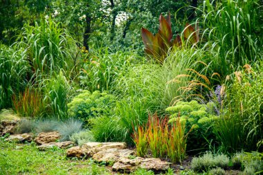 Erianthus, miscanthus, peyzaj tasarımında pennesetum. Mısır gevreği çimenleri, parkın peyzajında miscanthus olarak kullanılıyor. Peyzaj tasarımı, bahçeler ve parklar.  