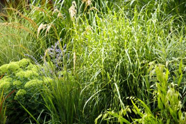 Erianthus, miscanthus, peyzaj tasarımında pennesetum. Mısır gevreği çimenleri, parkın peyzajında miscanthus olarak kullanılıyor. Peyzaj tasarımı, bahçeler ve parklar.  