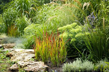 Erianthus, miscanthus, peyzaj tasarımında pennesetum. Mısır gevreği çimenleri, parkın peyzajında miscanthus olarak kullanılıyor. Peyzaj tasarımı, bahçeler ve parklar.  
