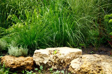 Erianthus, miscanthus, peyzaj tasarımında pennesetum. Mısır gevreği çimenleri, parkın peyzajında miscanthus olarak kullanılıyor. Peyzaj tasarımı, bahçeler ve parklar.  
