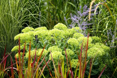 Erianthus, miscanthus, peyzaj tasarımında pennesetum. Mısır gevreği çimenleri, parkın peyzajında miscanthus olarak kullanılıyor. Peyzaj tasarımı, bahçeler ve parklar.  