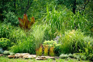 Erianthus, miscanthus, pennesetum in landscape design. Cereal grasses miscanthus in park landscaping. Landscape design, gardens and parks.   clipart