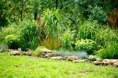 Erianthus, miscanthus, peyzaj tasarımında pennesetum. Mısır gevreği çimenleri, parkın peyzajında miscanthus olarak kullanılıyor. Peyzaj tasarımı, bahçeler ve parklar.  