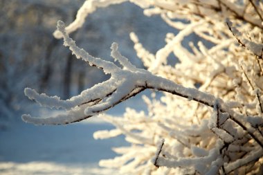 Sabah güneşinde kar üstüne bahçe. Kış parkında güneşin aydınlattığı ağaçlar ve çalılar..  