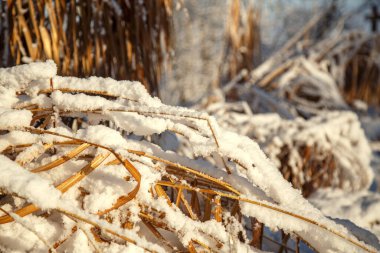 Erianthus, miscanthus, pennisetum in landscape design in winter. Cereal grasses miscanthus in a winter park.  clipart