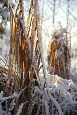 Erianthus, miscanthus, pennisetum in landscape design in winter. Cereal grasses miscanthus in a winter park.  clipart