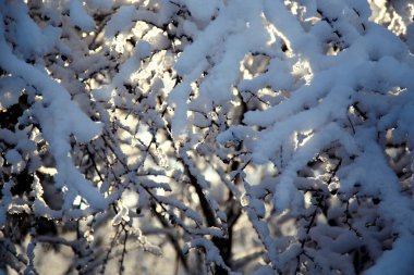 Sabah güneşinde kar üstüne bahçe. Kış parkında güneşin aydınlattığı ağaçlar ve çalılar..  