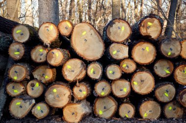 Ormanda endüstriyel kereste hasadı. Bir orman çiftliğinde işaretlenmiş meşe kerestesi.. 
