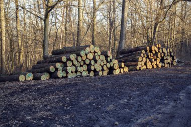 Ormanda endüstriyel kereste hasadı. Bir orman çiftliğinde işaretlenmiş meşe kerestesi.. 