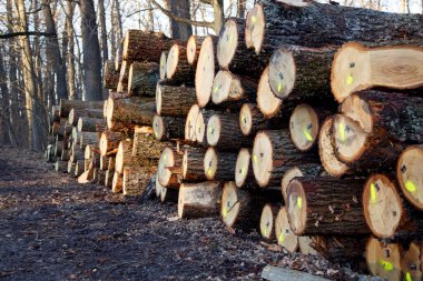Ormanda endüstriyel kereste hasadı. Bir orman çiftliğinde işaretlenmiş meşe kerestesi.. 
