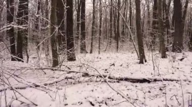 Bir araba penceresinden kışın karlı bir kır yolu manzarası. Kışın karlı bir kır yolunda araba sürmek. Orman, tarla kış yolu.  