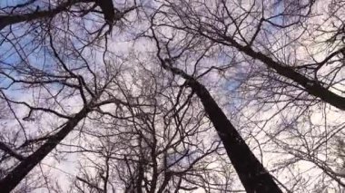 Kış ormanlarındaki ağaçların arasından gökyüzünün görüntüsü. Parkta karla kaplı ağaçlar. 