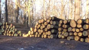 Ormanda endüstriyel kereste hasadı. Bir orman çiftliğinde işaretlenmiş meşe kerestesi..  