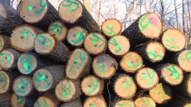 Ormanda endüstriyel kereste hasadı. Bir orman çiftliğinde işaretlenmiş meşe kerestesi..  