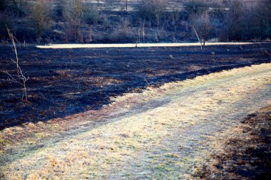 Yaban yangını sırasında ağaçlarla kaplı yanmış bir tarla. Bahar yangınından sonra yanmış vadi. Ekolojik felaket, yangınlar. 