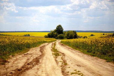 Çiçekli bir kolza tohumu tarlasından yol manzarası. Kolza tohumu tarlasında toprak yol. Tarım, endüstri, doğa kavramı.. 