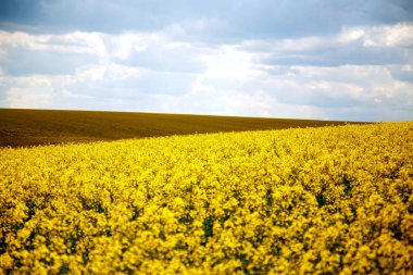 İlkbaharda açan bir kolza tohumu tarlası manzarası. Gökyüzü ve çiçek açan kolza tohumu tarlaları. Tarım, peyzaj, ekolojik felaket kavramı. 