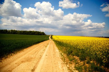 Çiçekli bir kolza tohumu tarlasından yol manzarası. Kolza tohumu tarlasında toprak yol. Tarım, endüstri, doğa kavramı.. 