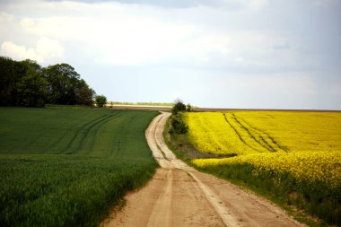 Çiçekli bir kolza tohumu tarlasından yol manzarası. Kolza tohumu tarlasında toprak yol. Tarım, endüstri, doğa kavramı.. 