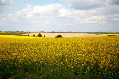 İlkbaharda açan bir kolza tohumu tarlası manzarası. Gökyüzü ve çiçek açan kolza tohumu tarlaları. Tarım, peyzaj, ekolojik felaket kavramı. 