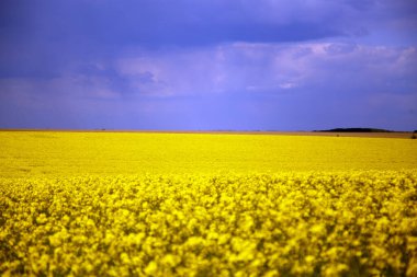 İlkbaharda açan bir kolza tohumu tarlası manzarası. Gökyüzü ve çiçek açan kolza tohumu tarlaları. Tarım, peyzaj, ekolojik felaket kavramı. 