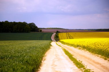 Çiçekli bir kolza tohumu tarlasından yol manzarası. Kolza tohumu tarlasında toprak yol. Tarım, endüstri, doğa kavramı.. 