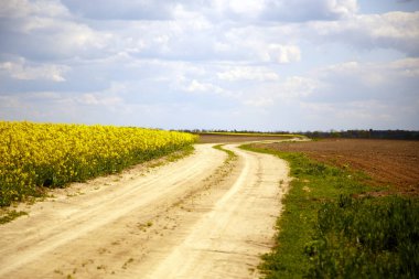 Çiçekli bir kolza tohumu tarlasından yol manzarası. Kolza tohumu tarlasında toprak yol. Tarım, endüstri, doğa kavramı.. 