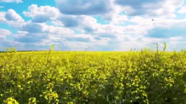İlkbaharda açan bir kolza tohumu tarlası manzarası. Gökyüzü ve çiçek açan kolza tohumu tarlaları. Kamera hareketi. Tarım, peyzaj, ekolojik felaket kavramı. 