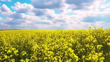 İlkbaharda açan bir kolza tohumu tarlası manzarası. Gökyüzü ve çiçek açan kolza tohumu tarlaları. Kamera hareketi. Tarım, peyzaj, ekolojik felaket kavramı. 