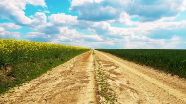 Çiçekli bir kolza tohumu tarlasından yol manzarası. Kolza tohumu tarlasında toprak yol. Kamera hareketi. Tarım, endüstri, doğa kavramı.. 