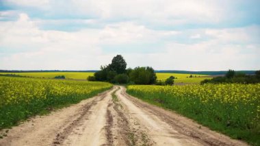 Çiçekli bir kolza tohumu tarlasından yol manzarası. Kolza tohumu tarlasında toprak yol. Kamera hareketi. Tarım, endüstri, doğa kavramı.. 