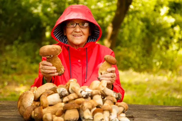 Kırmızı ceketli mutlu yaşlı bir kadın porcini mantarı topladı ve parkta bir masada oturuyor. Kırmızı yağmurluk giymiş yaşlı bir mantar toplayıcısı doğada kameraya poz verir..