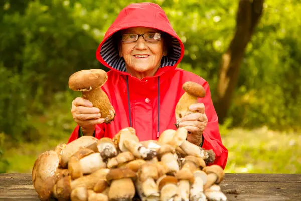 Kırmızı ceketli mutlu yaşlı bir kadın porcini mantarı topladı ve parkta bir masada oturuyor. Kırmızı yağmurluk giymiş yaşlı bir mantar toplayıcısı doğada kameraya poz verir..