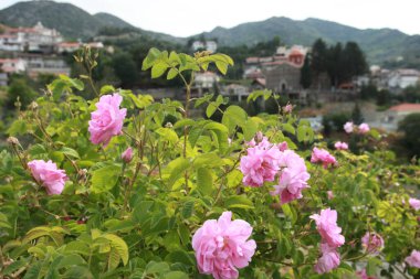 Tarım köyünde güller