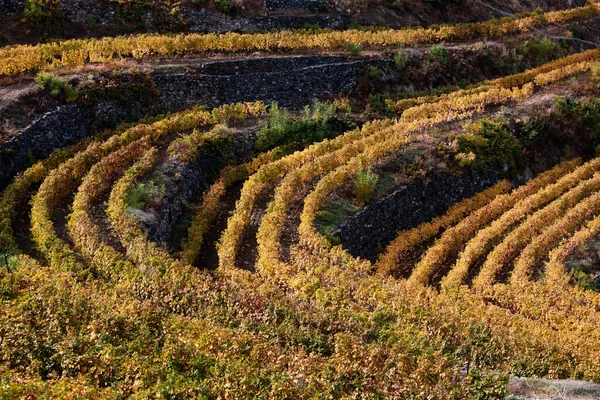 Güzel doğa manzarasında bir üzüm bağı.