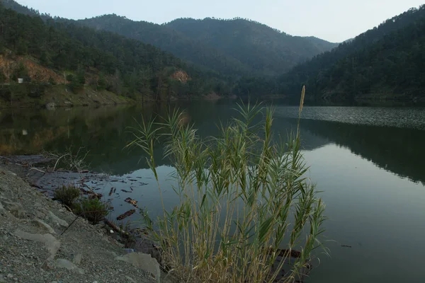 Lake with green plants at evening time 