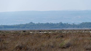 Daytime view of limassol salt lake