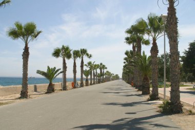 Palm trees at Limassol