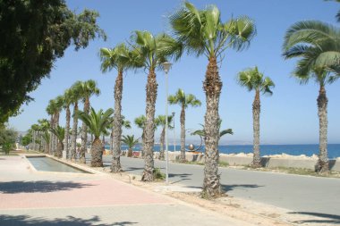 Palm trees at Limassol
