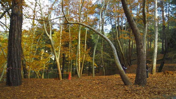 Platania, beautiful autumn in a park 