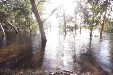 Athalassa national forest park 