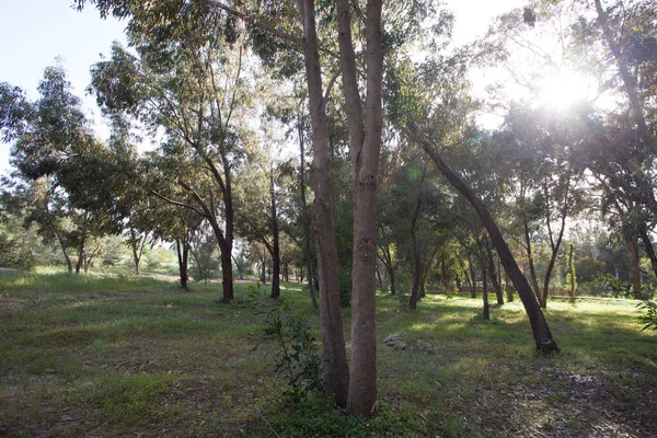 Athalassa national forest park 