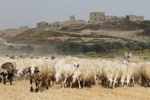 stock image Deserted village Athienou, Cyprus