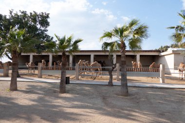 Kıbrıs 'taki develerin manzarası